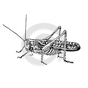 Moroccan locust Dociostaurus maroccanus sitting side view,  gravure style ink drawing illustration isolated