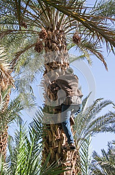 Moroccan man climbing a palm tree and collecting dates