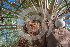Moroccan man climbing a palm tree and collecting dates