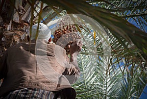 Moroccan man climbing a palm tree and collecting dates