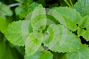 Moroccan mint tea plant green goodness organic gardening