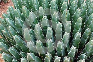 Moroccan Mound Cactus plant