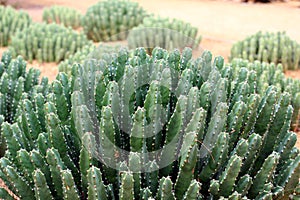 Moroccan Mound Cactus plant