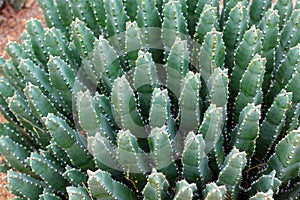 Moroccan Mound Cactus plant photo