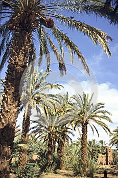 Moroccan palm grove