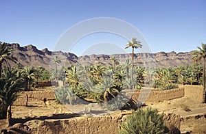Moroccan palm grove