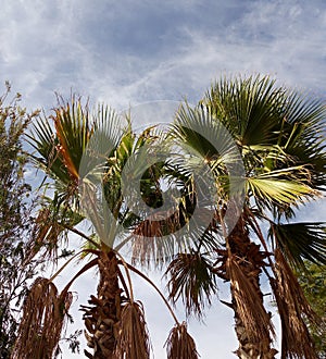 2 moroccan palm trees in sunny day