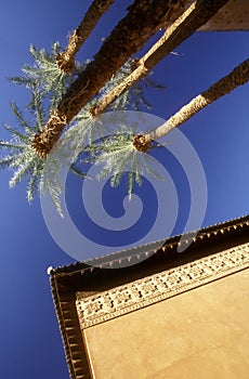 Moroccan palms
