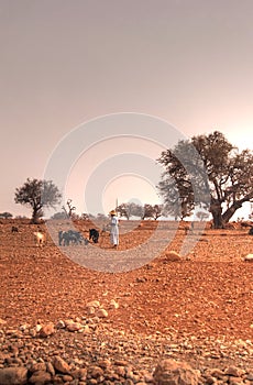 Moroccan pasture