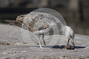 Moroccan seagull in Essaouire