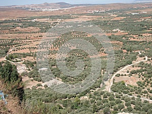 The olive trees of Azzaba,Sefrou, Morocco photo