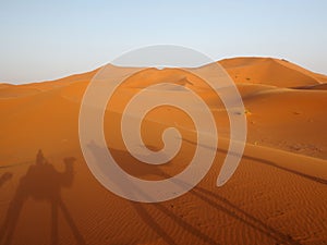 Camel caravan in the desert