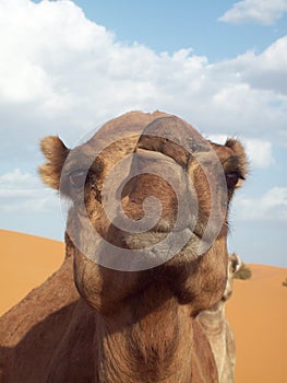 Morocco. Africa. Camel in the Sahara Desert smiling in the sun, beatiful sand dunes and blue sky