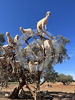 Morocco, Africa, goats, climbing, argan, tree, valley, travel, panoramic, view, branches, animals