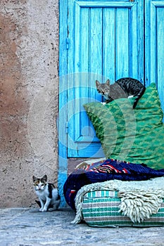 Morocco, Chefchaouen , cats on the street of the old town . Medi