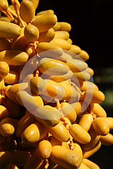 Morocco dates ripening in the sunshine photo