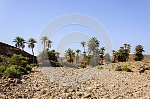 Morocco, Draa Valley, oasis