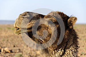 Morocco Dromedary head