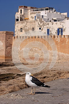 Morocco Essaouira Seagull