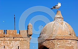 Morocco, Essaouira: seagull on the fortress