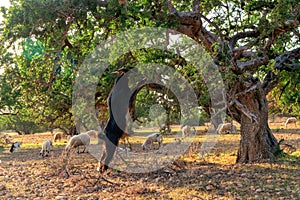 Morocco Goats on the tree leaves fall