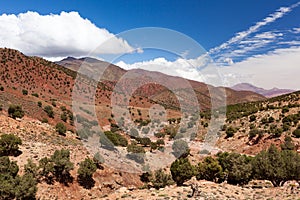 Morocco, High Atlas Landscape. Argan trees on the road to Ouarzazate.Spingtime, sunny day. Africa.