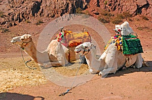 Morocco, Marrakech: Camels