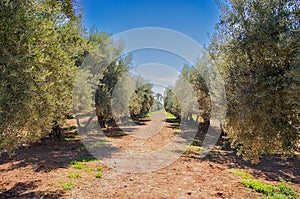 Morocco, Marrakesh - aerial view over Menara Garden.