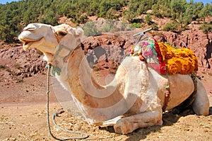 Morocco, Marrakesh: Camels