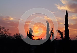 Morocco, Marrakesh, cypress trees against sunset backdrop