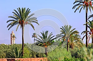 Morocco, Marrakesh: palm trees photo