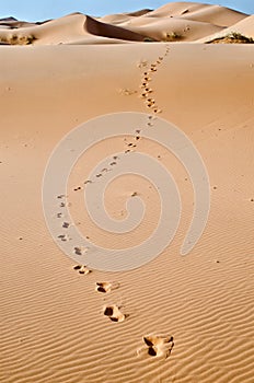 Morocco, Merzouga, Sahara desert photo