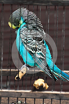 Morocco Paigon in Cadg