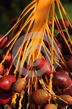 Morocco red dates ripening in the sunshine