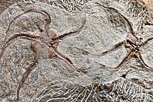 Fossils of starfish ancestor found in Sahara Desert, Morocco photo