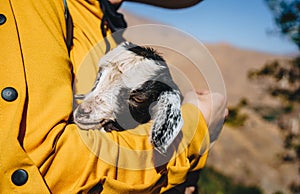 lamb in the hands of a Women in Morocco photo