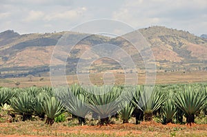 Morogoro Mountains