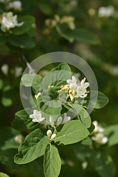 Morows honeysuckle