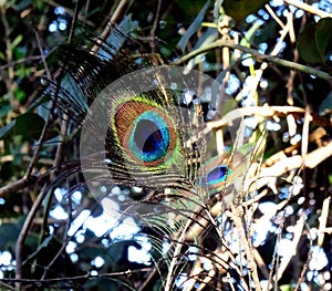 Morpankh - Peacock Feather