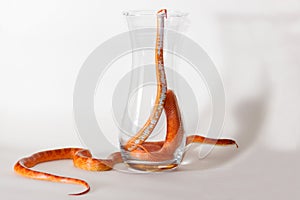 Morph corn snakes photo