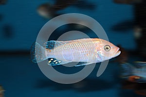 Morph of zebra mbuna (Pseudotropheus zebra) aquarium fish