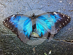 Morpho blue butterfly photo