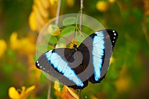 Morpho achilles, big black blue butterfly sitting on the yellow bloom flower in the nature habitat, tropic jungle forest in
