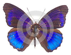 morpho adonis blue butterfly