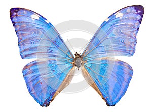 morpho adonis blue butterfly
