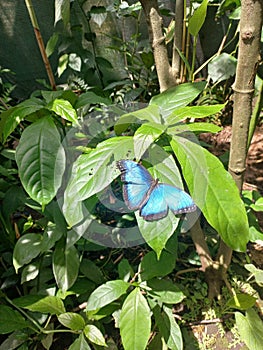 Morpho blue butterfly mariposa papillon photo