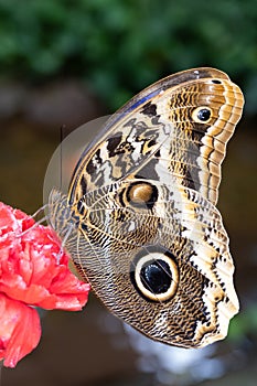 Morpho Butterfly Alights on a Flower