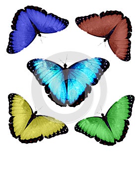 Morpho butterfly collection