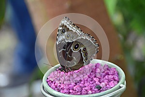 Morpho butterfly feeding at a nectar bowl