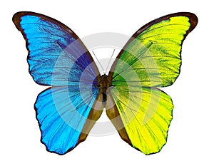 Morpho butterfly isolated on white. Bicolor butterfly wings. Yellow and blue wings.